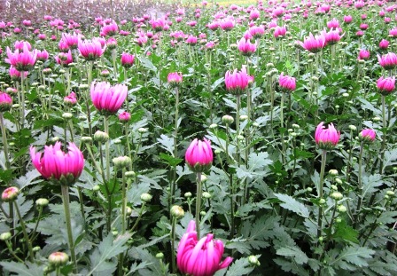 Flowers ready for Tet